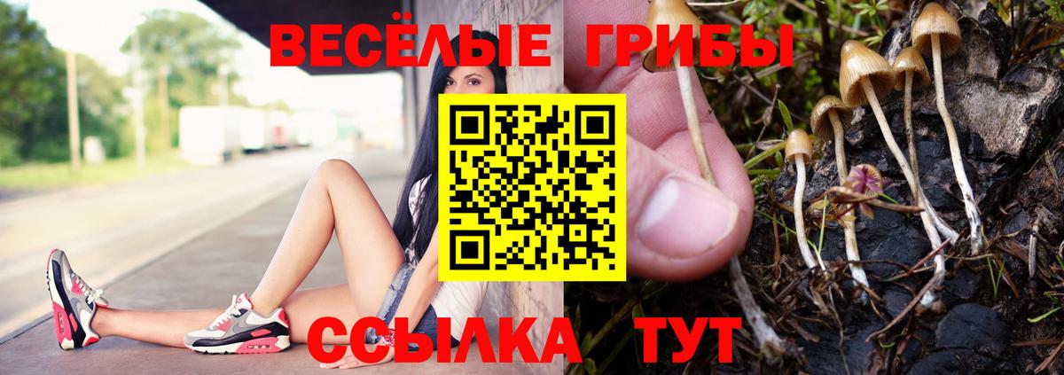 Галлюциногенные грибы Psilocybine cubensis  Вход с VPN  Кувандык  Галлюциногенные грибы Psilocybine cubensis 